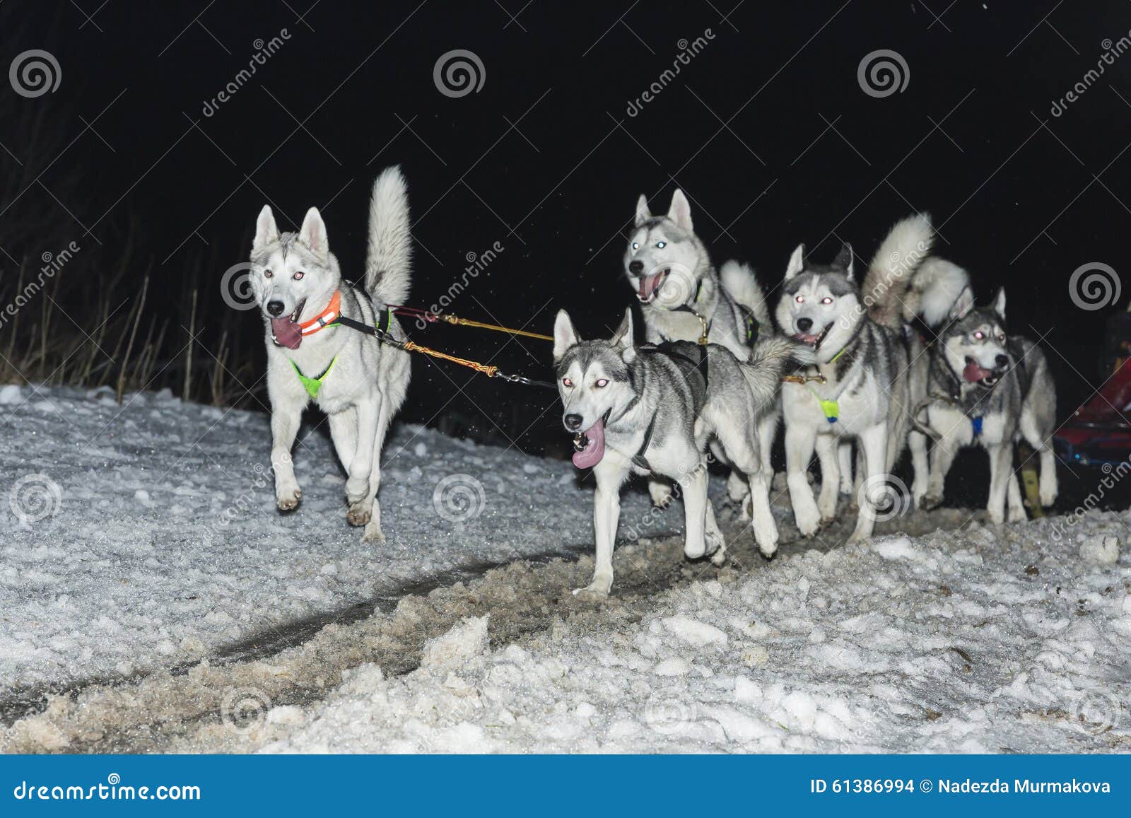Race of draft dogs stock photo. Image of european, frozen 61386994