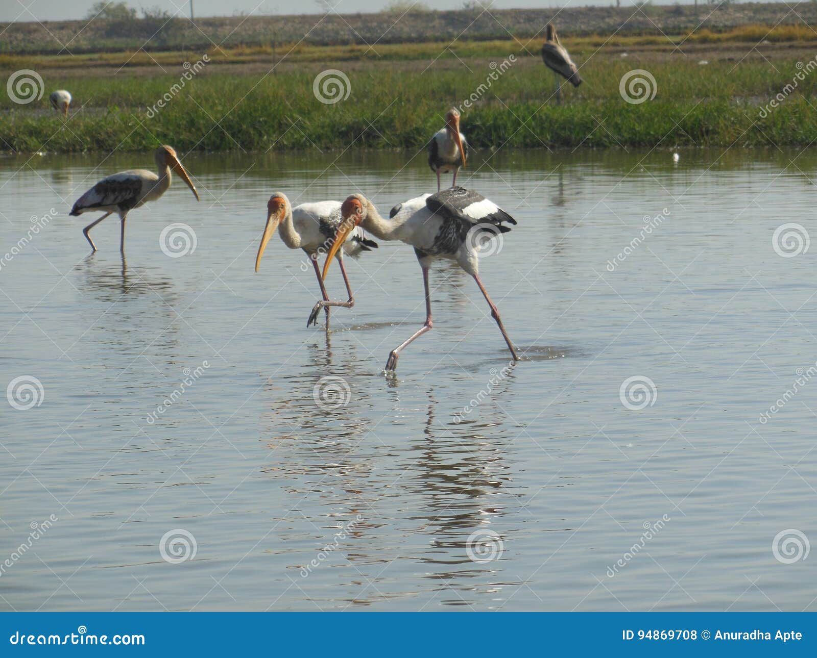 The Race stock photo. Image of waters, race, morning - 94869708