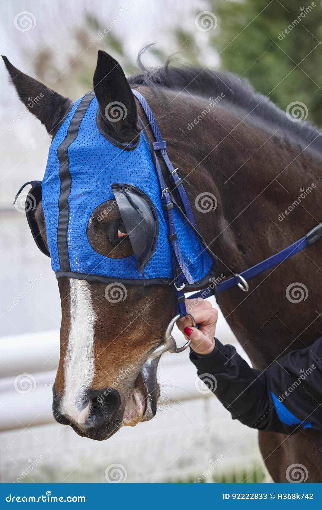 Race Horse Head with Blinkers. Paddock Area Stock Image Image of