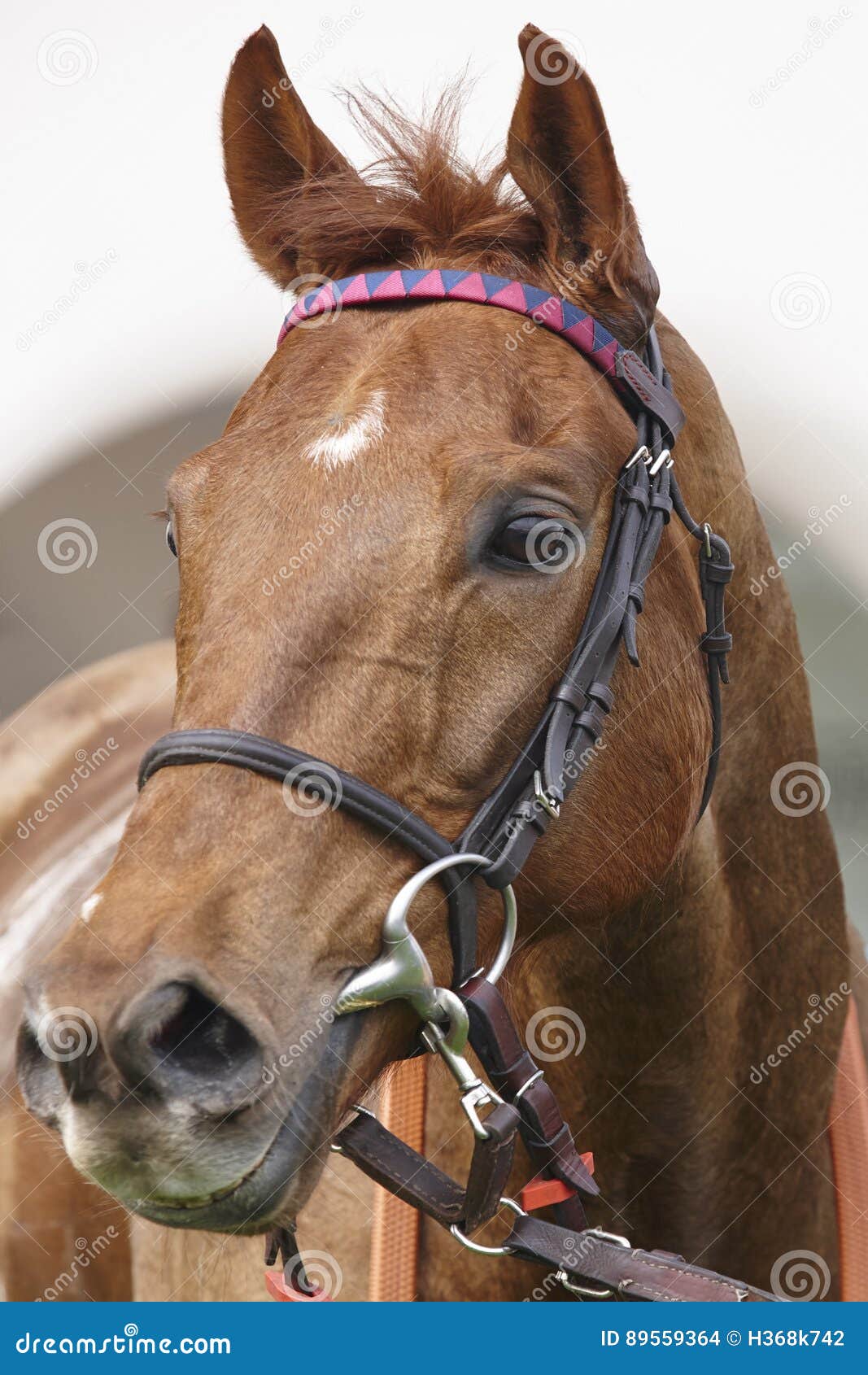 Race Horse Head Ready To Run. Paddock Area Stock Photo Image of
