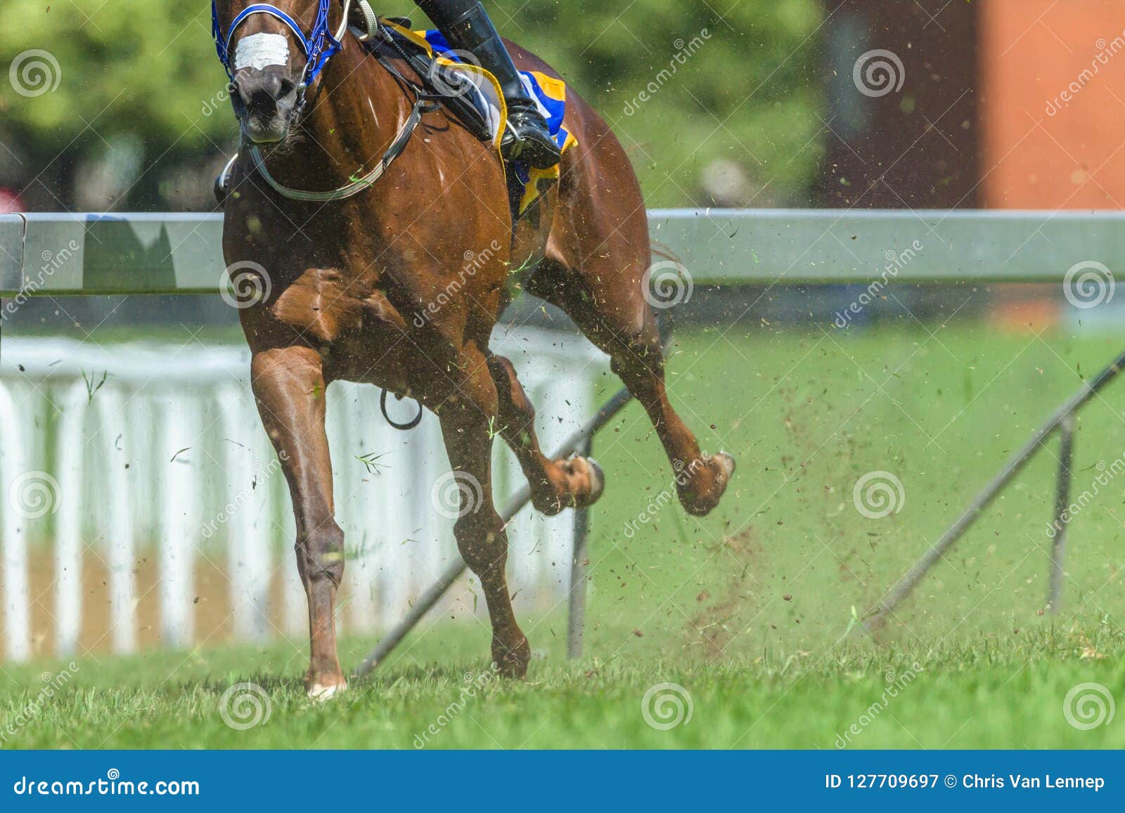 race horse running legs hoofs track close up