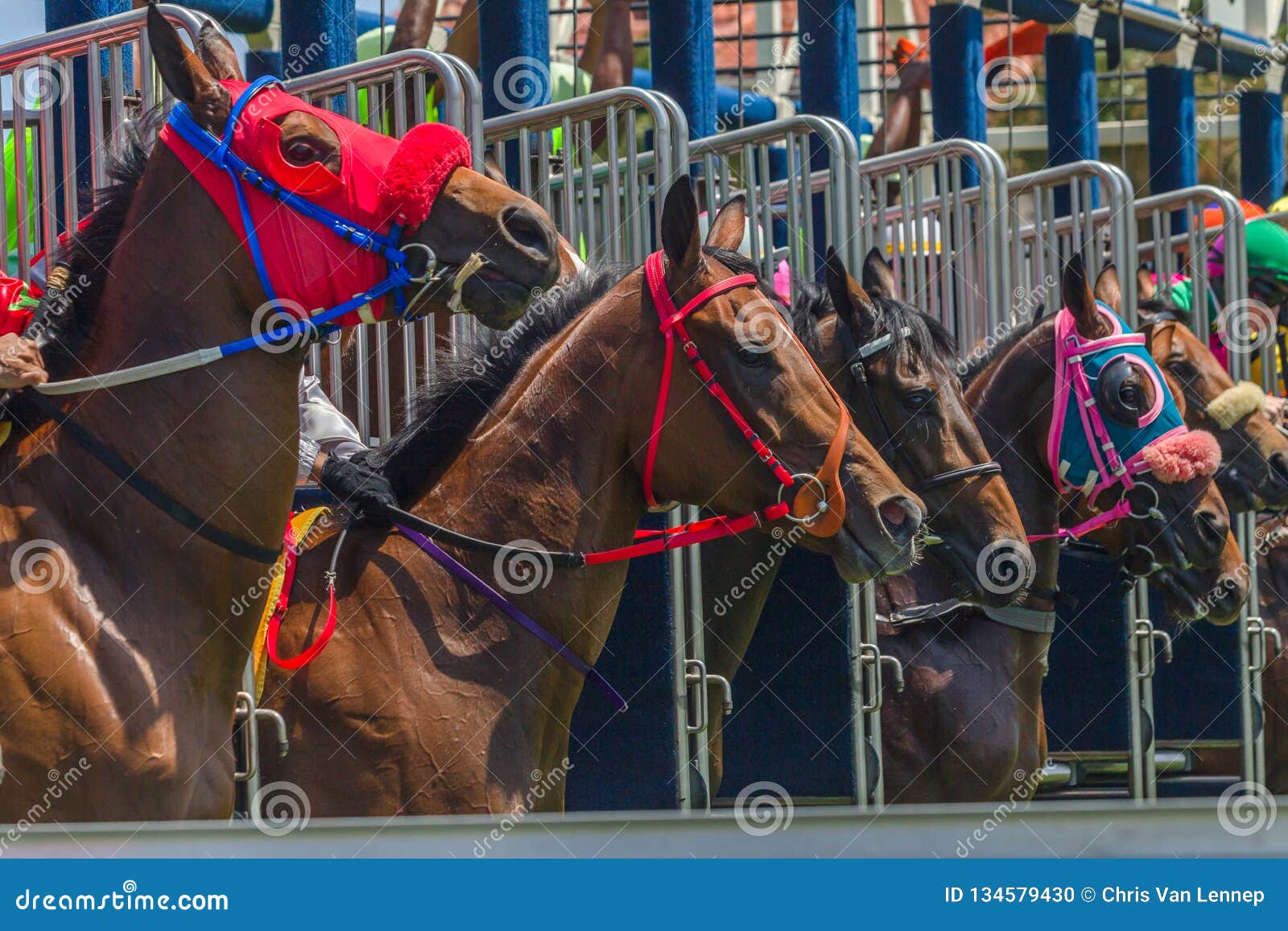 Horses Race Starting Gate Running Stock Photo Image Of Racing Race