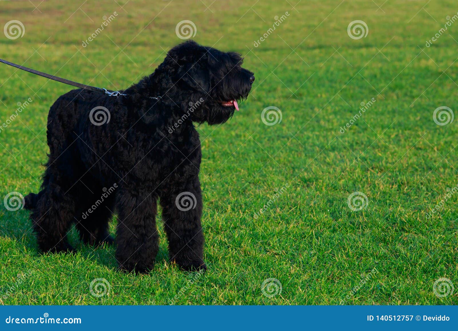 Race Terrier Noir Russe De Chien Image Stock Image Du