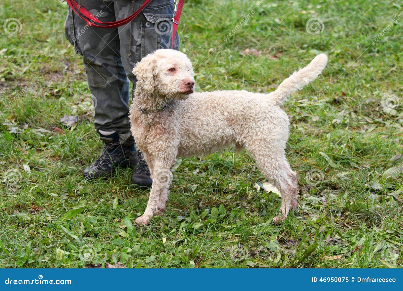 Race truffle dogs stock image. Image of italy, festivals 46950075