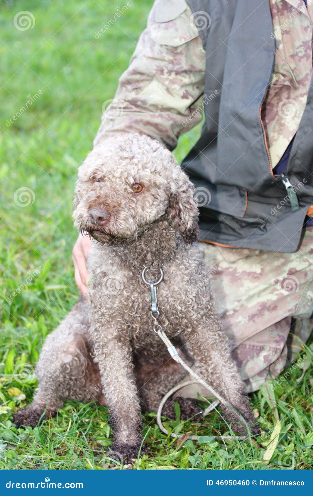 Race truffle dogs stock photo. Image of closeup, exclusive 46950460