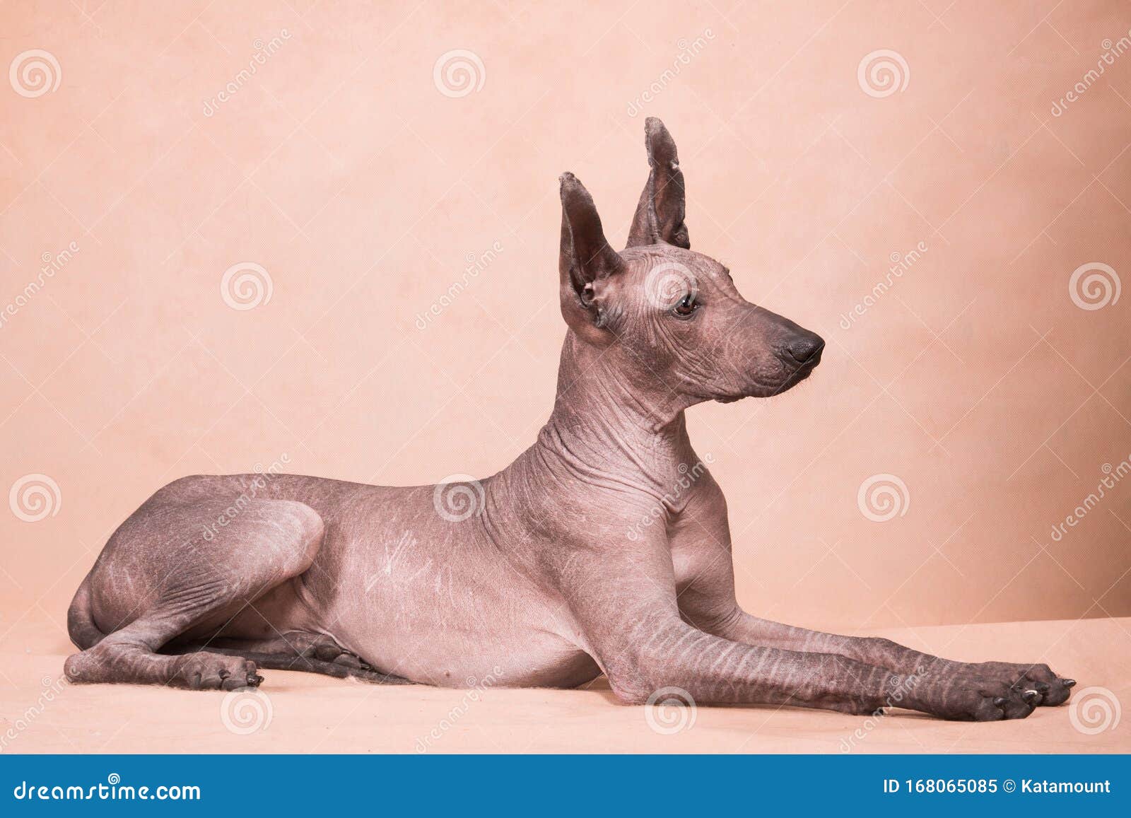 Race Xoloitzcuintle, Sans Poils De Chien De Xolo De Mexicain Sur 