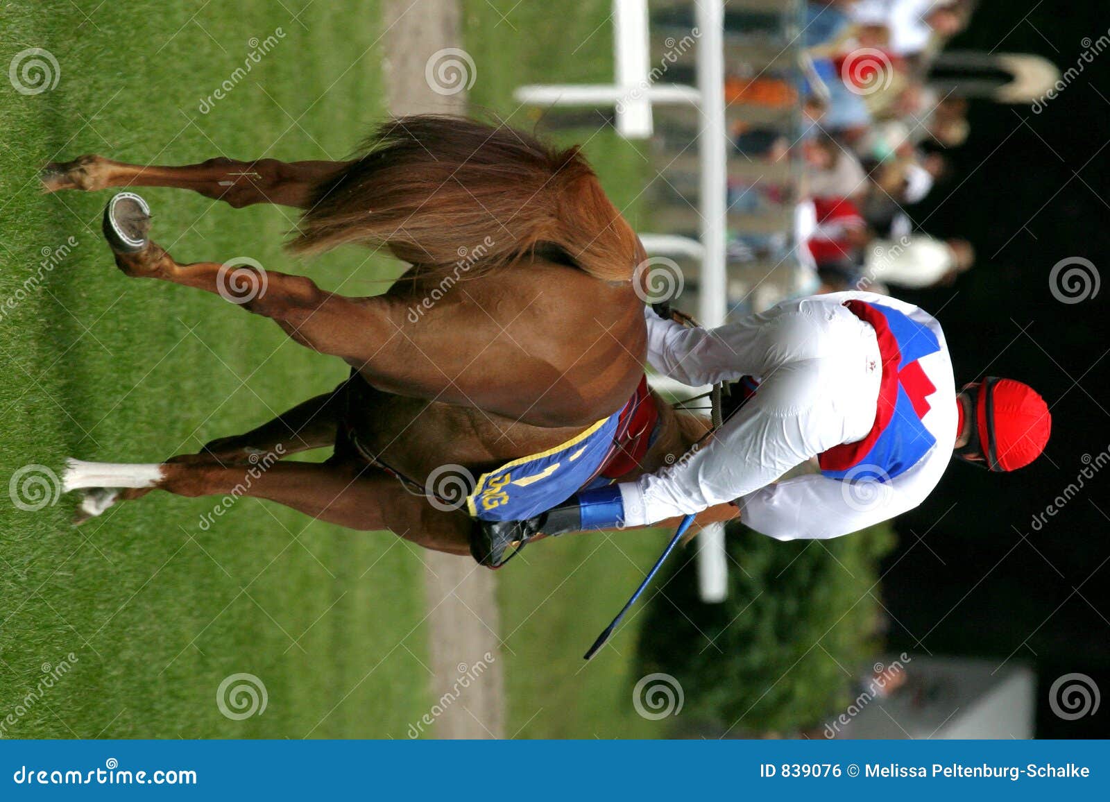 Racehorse stock photo. Image of gear, thoroughbred, calendar 839076