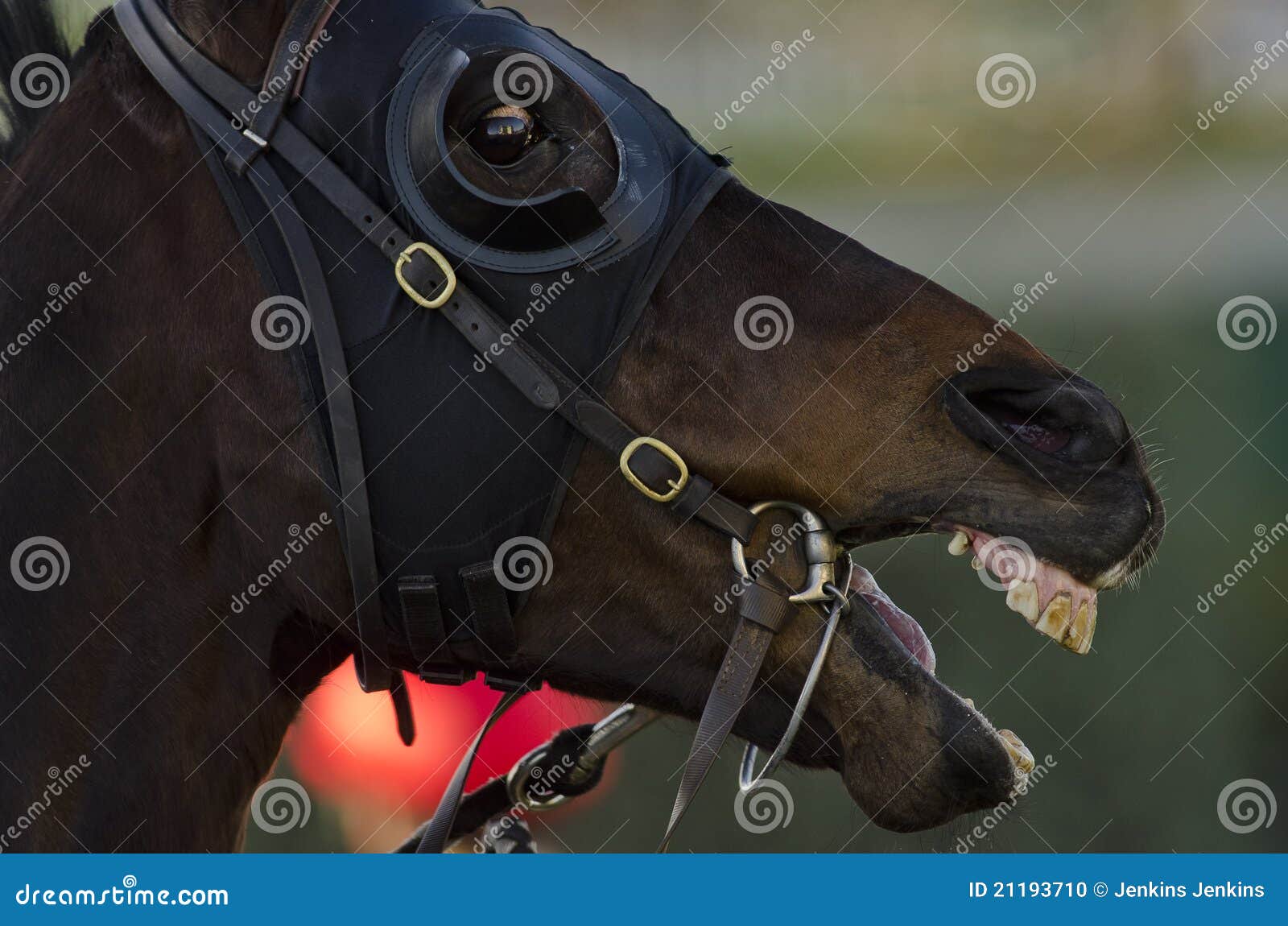 Racehorse showing teeth stock photo. Image of mouth, bridle 21193710
