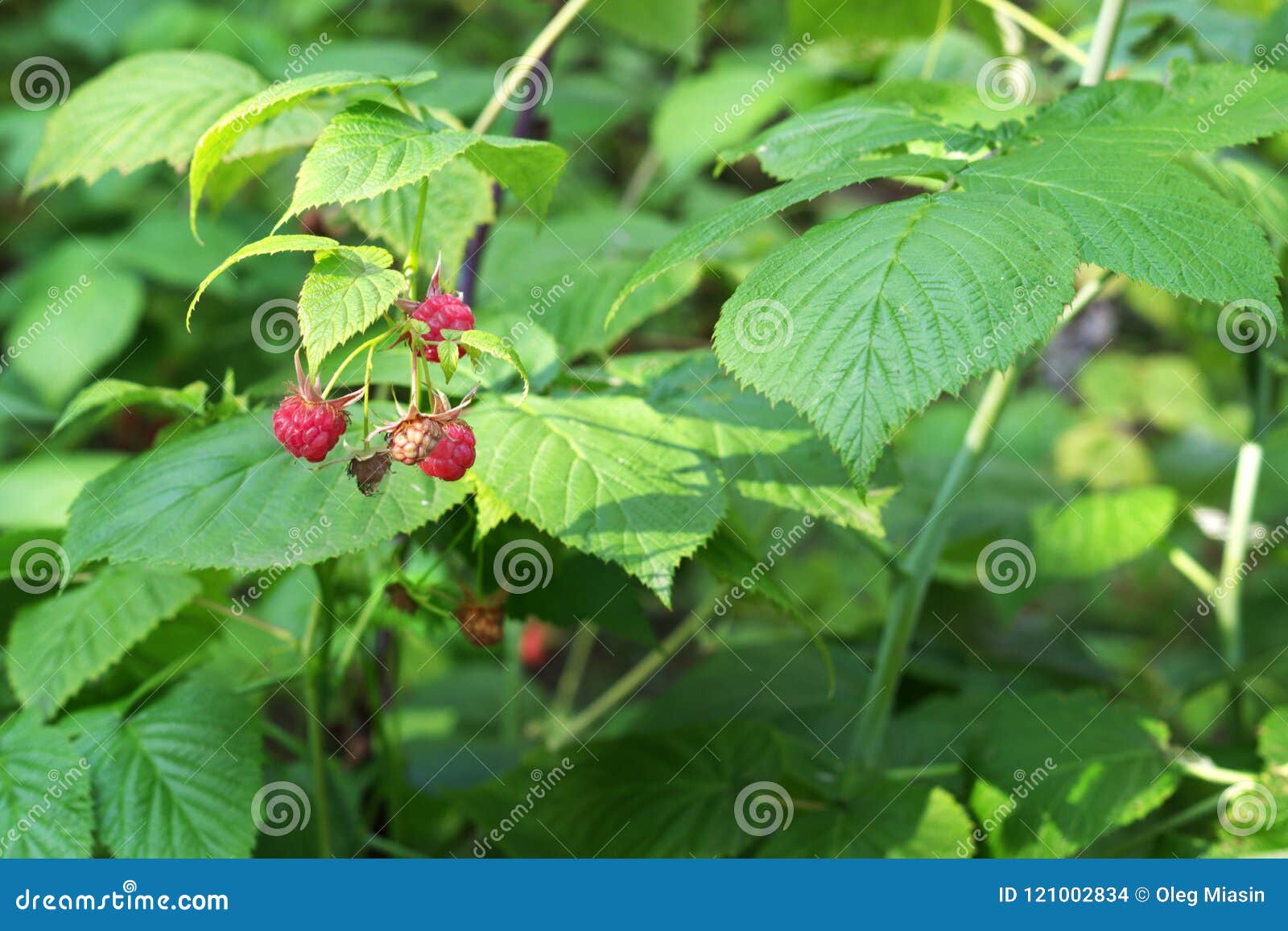raceme of wild raspberry red berries