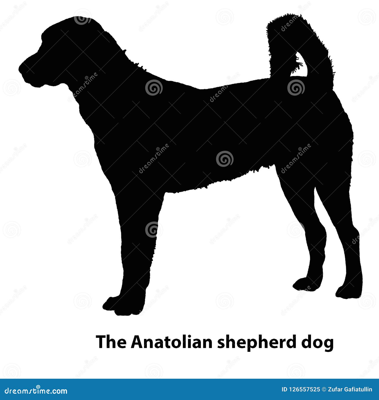 Races Anatoliennes De Chien De Berger Les Différentes