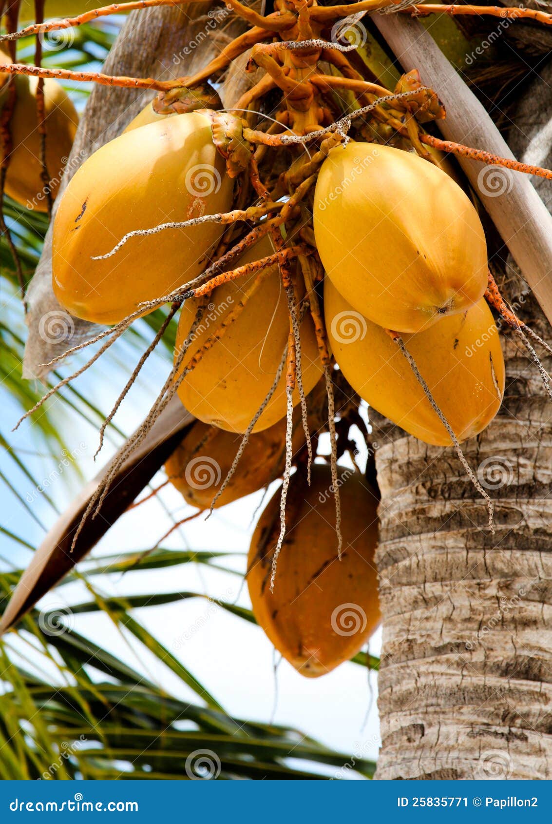 Racimo De Cocos De Oro En Un árbol De Coco Imagen de archivo - Imagen de  racimo, dorado: 25835771, image size:1133x1690
