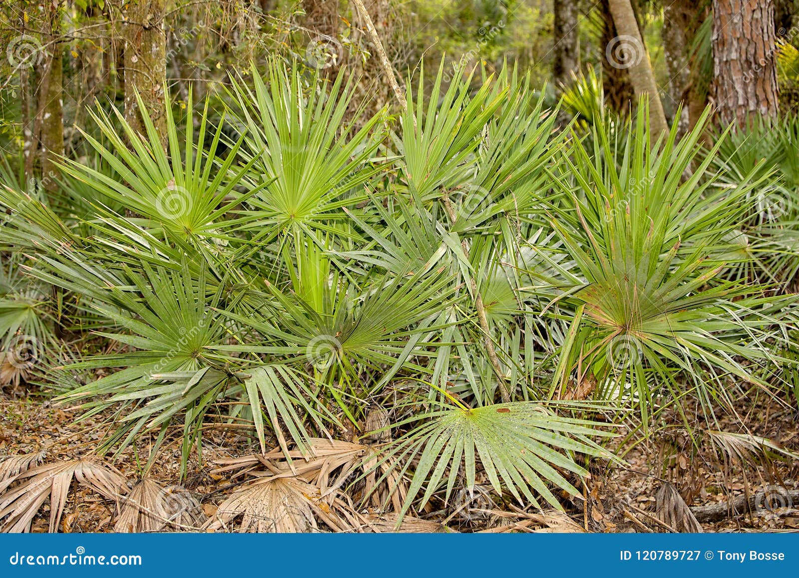 Racimo De La Palma Enana Americana Imagen de archivo - Imagen de ...