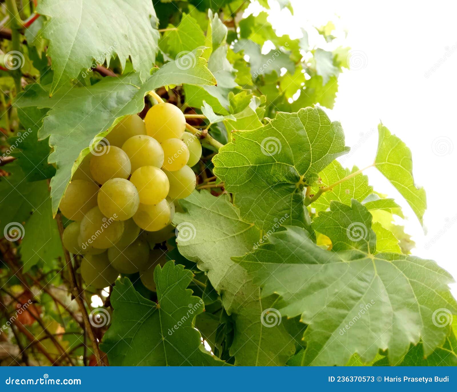 Racimo De Uvas Verdes En El árbol. Imagen de archivo Imagen de uvas
