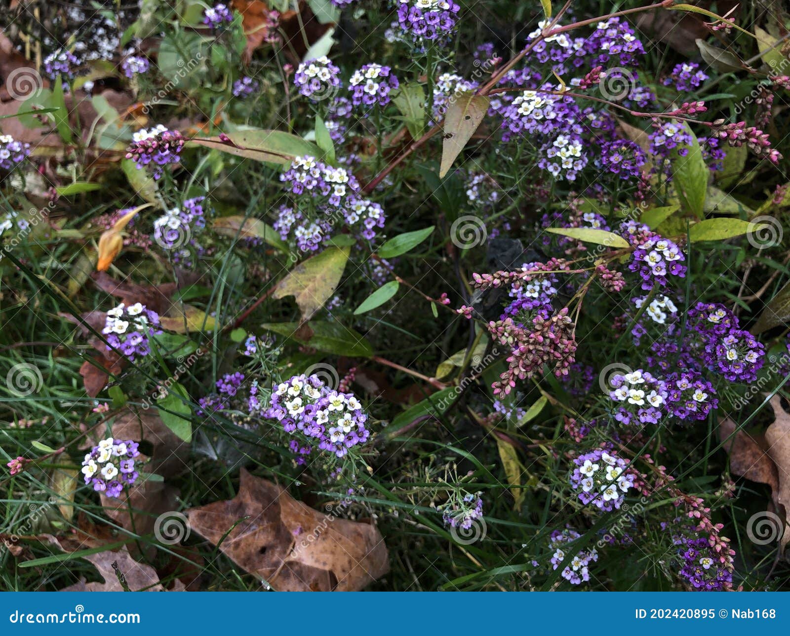Racimos De Flores Moradas Y Blancas Imagen de archivo - Imagen de colorido, exterior: 202420895 Racimos De Flores Moradas Y Blancas Imagen de archivo - Imagen de colorido, exterior: 202420895