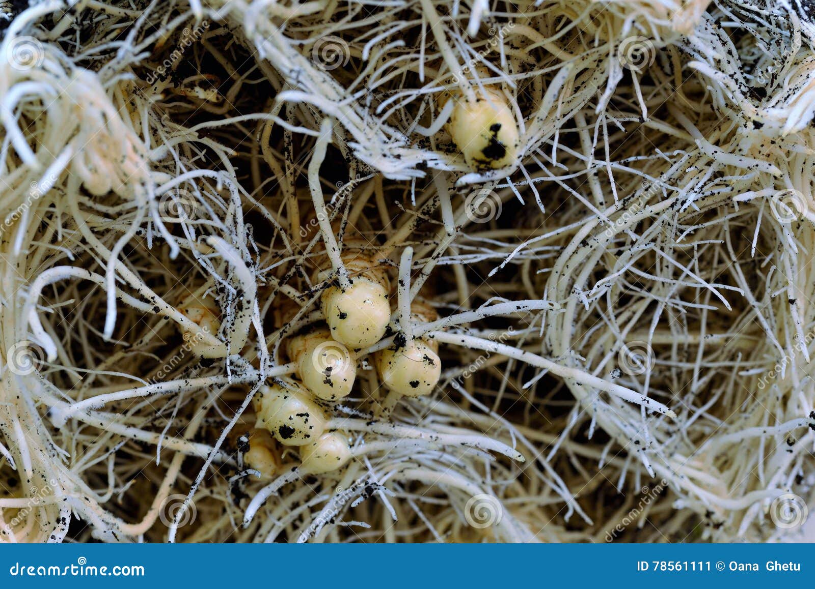 Racines d'usine. Plantez les racines dans le sol et les ampoules de fowers