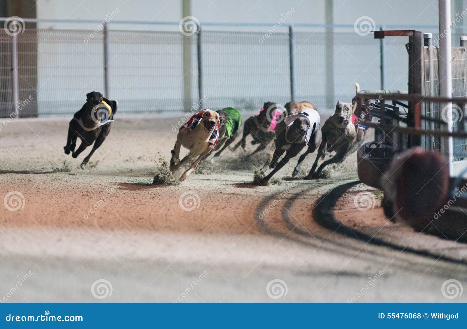 Racing dogs stock photo. Image of gamble, eager, determined 55476068