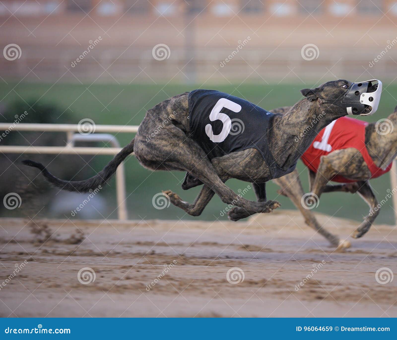 Racing Greyhound editorial stock image. Image of park 96064659