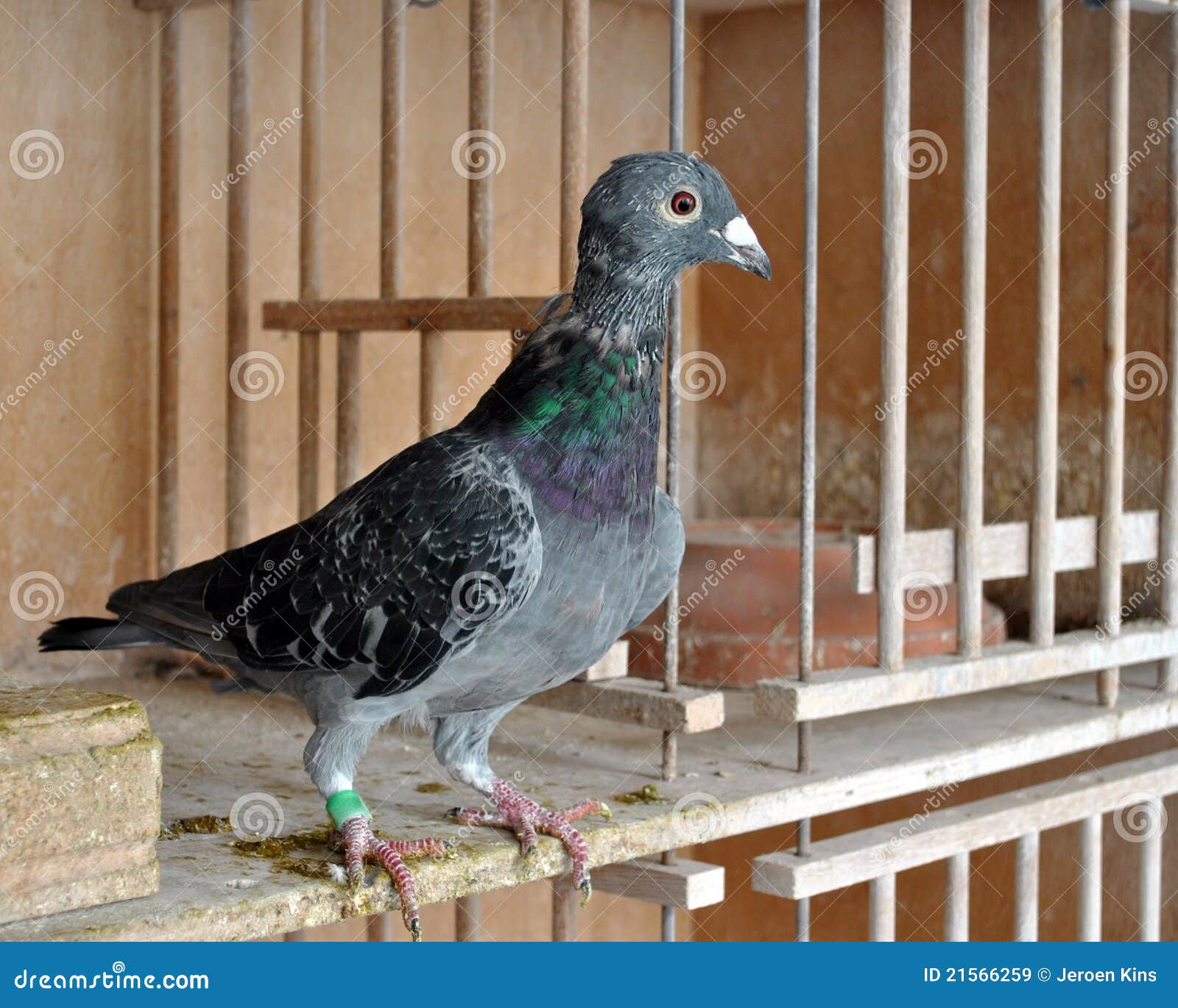 Racing Pigeons Videos Download Racing Pigeons Videos Download