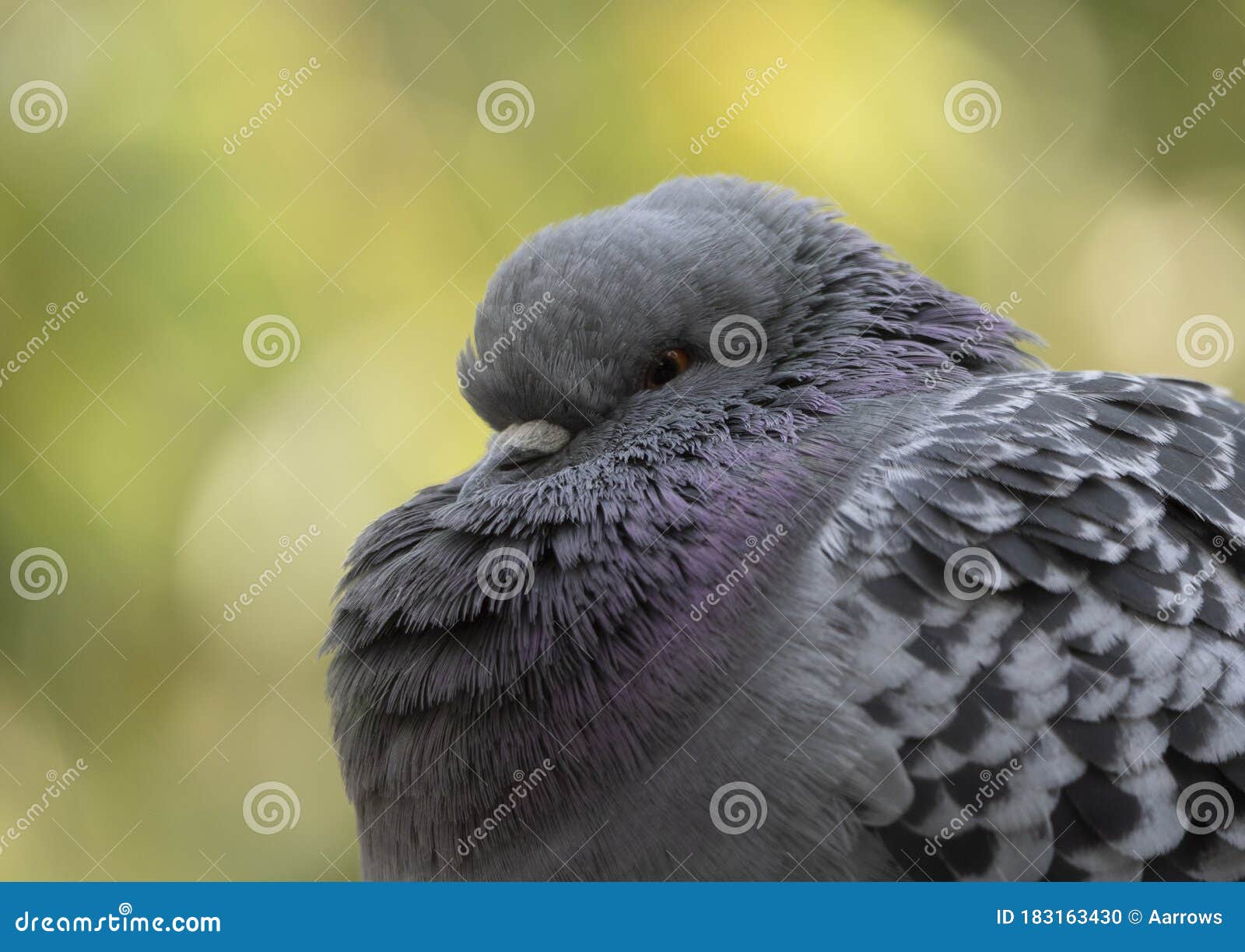 a racing pigeon poses in front of the lens of the camera