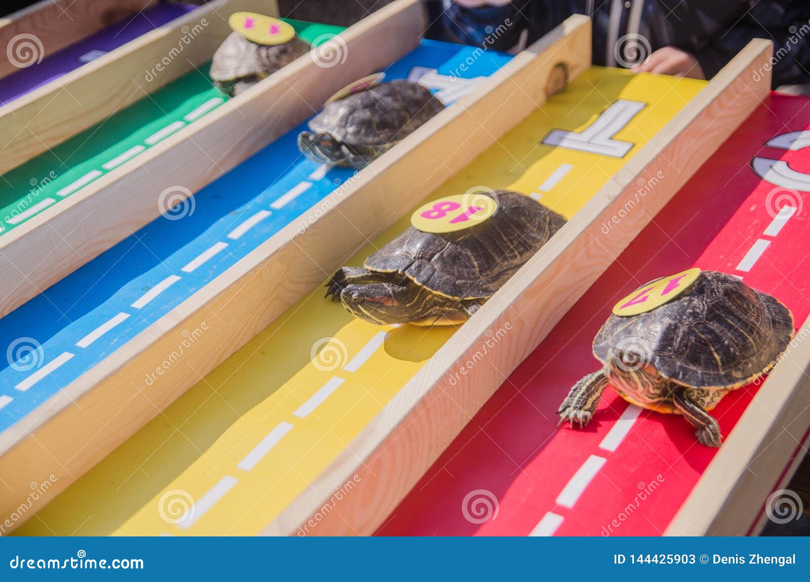 Racing Turtles In The Fresh Air. Nature, Rest Stock Image Image of