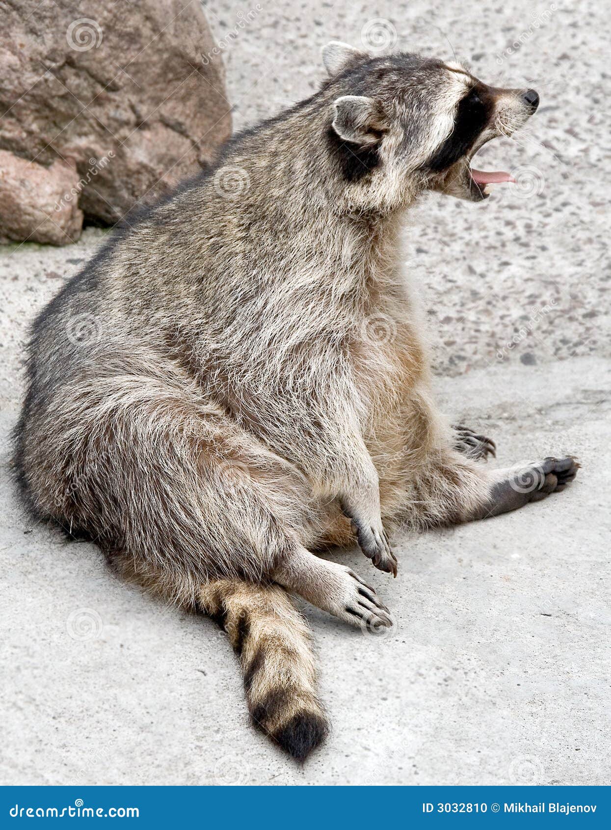 Racoon 6 stock photo. Image of cunning, common, nature 3032810