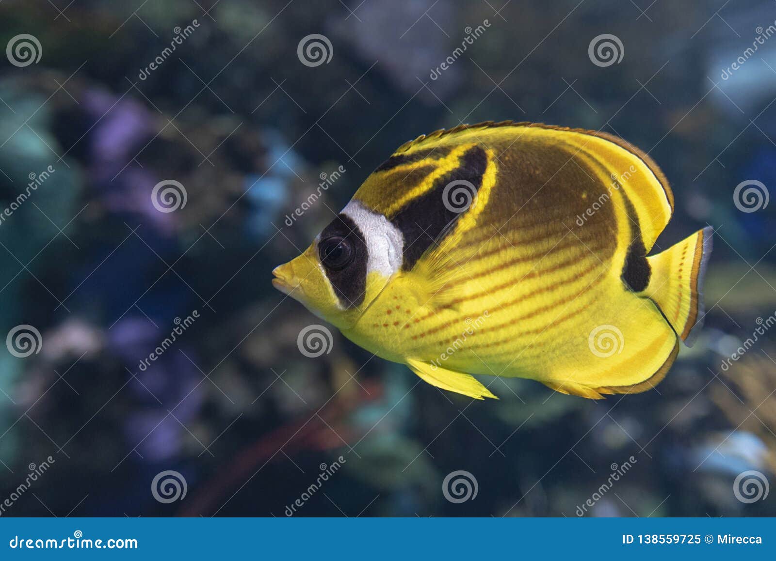 racoon butterfly fish - chaetodon lunula , tropical coral fish