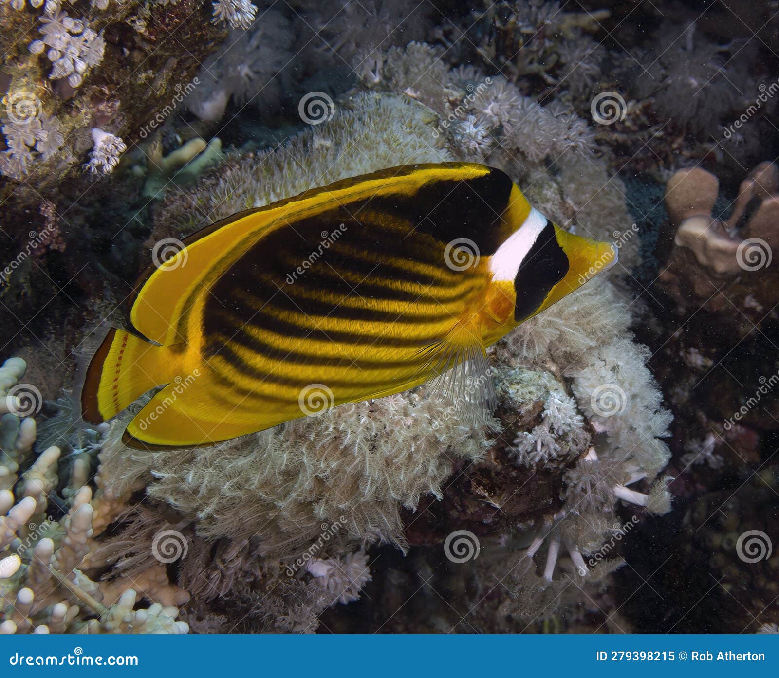 a racoon butterflyfish (chaetodon lunula) in the red sea
