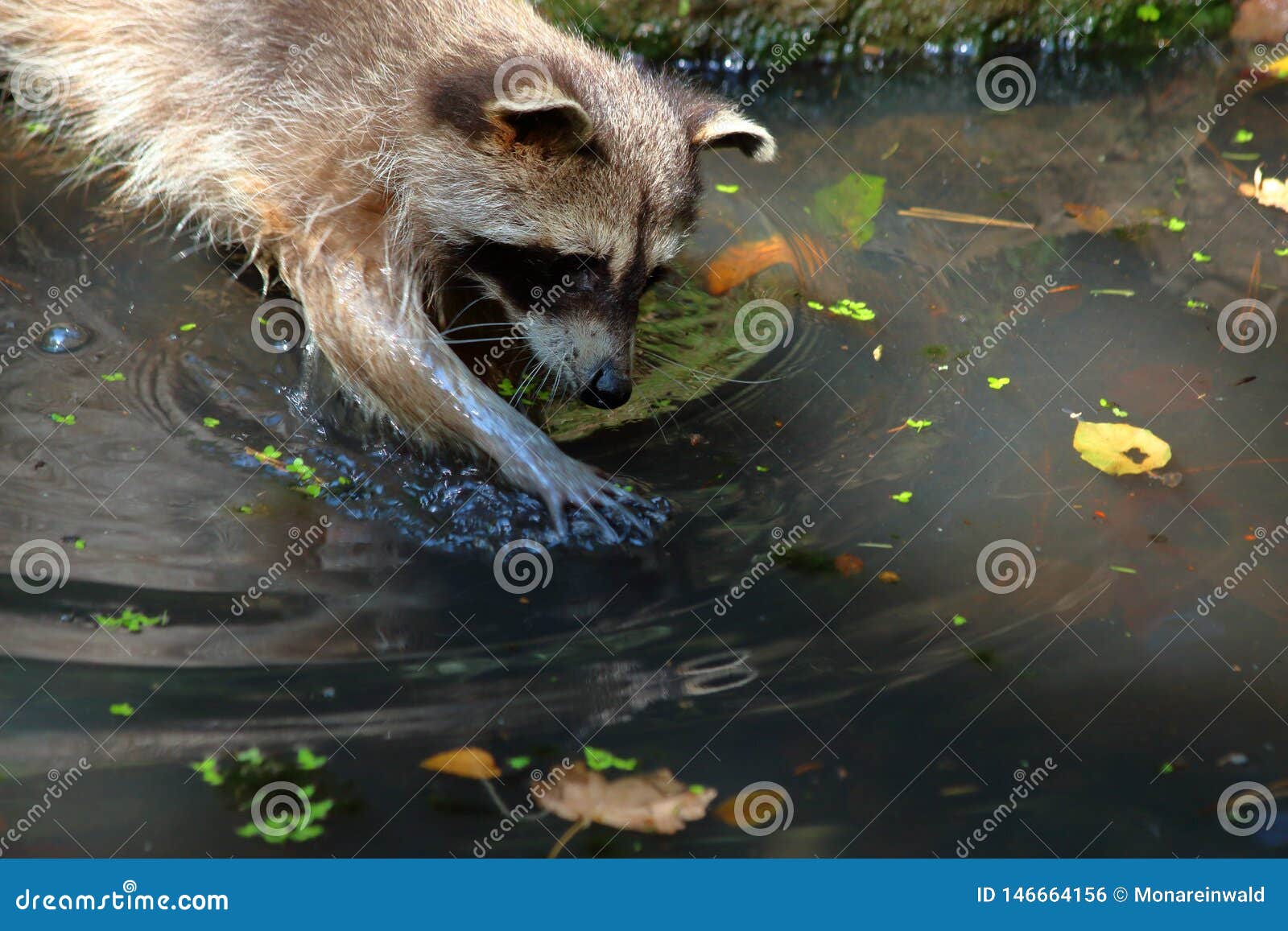 racoon in water in wildpark in bad mergentheim.