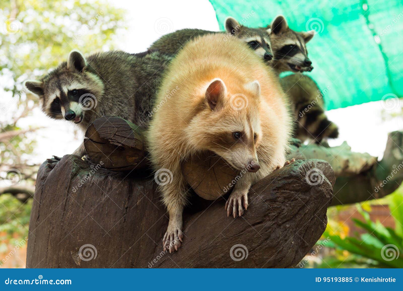 Racoons on the tree stock image. Image of outdoor, racoon 95193885