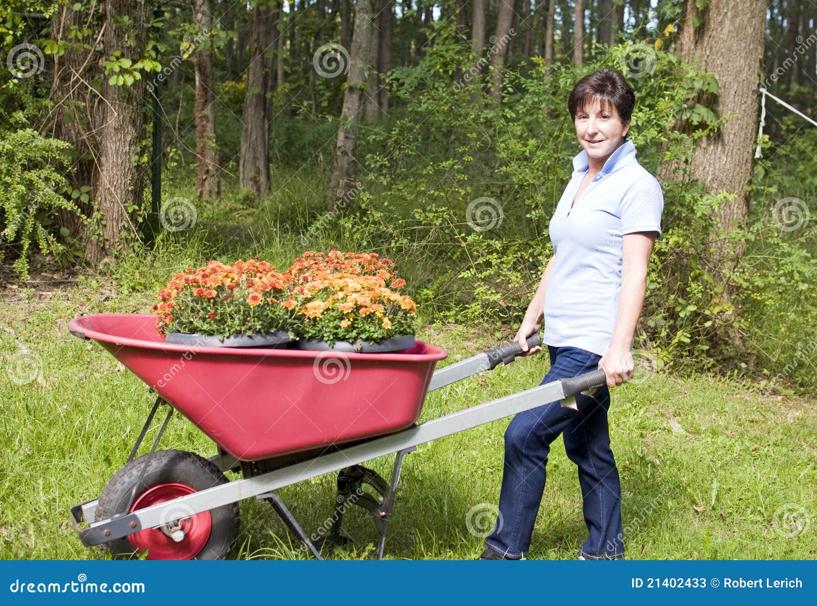Radeberchrysanthemen Der Frau Im Garten Arbeiten Stockbild