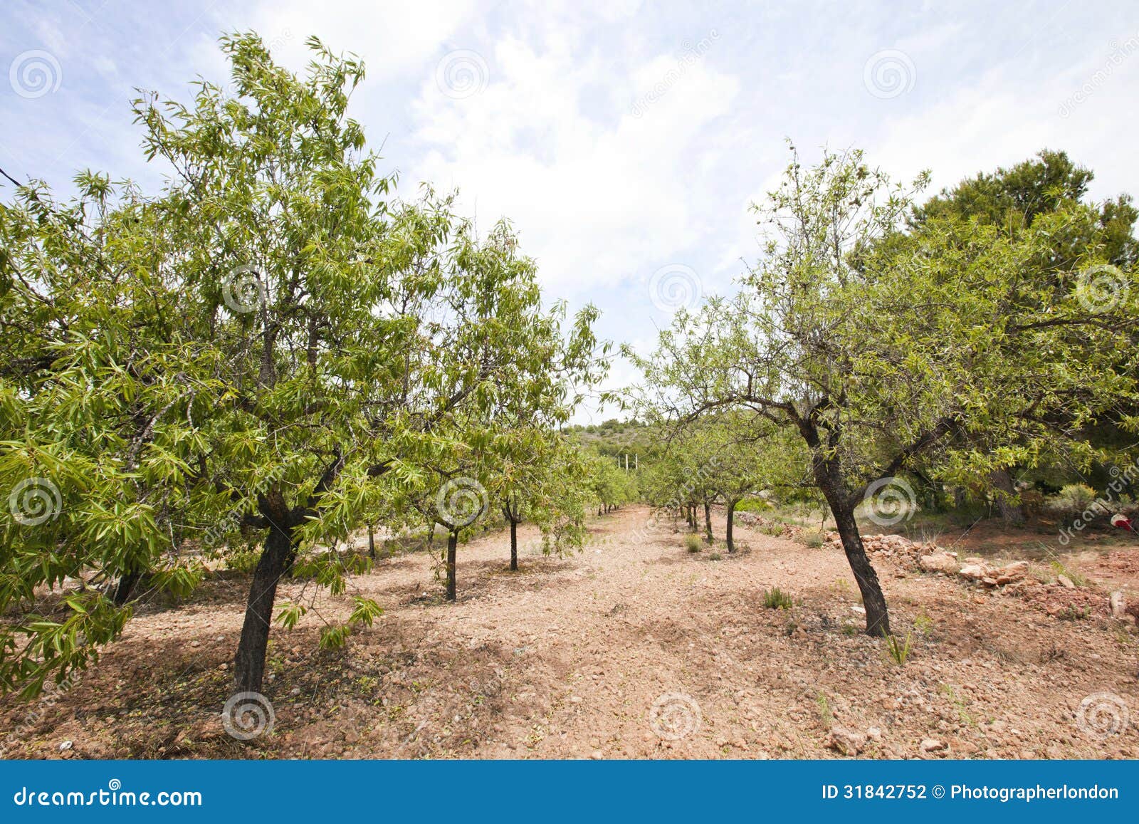 Rader av mandelträd i mandeldungen, Valencia Region, Spanien