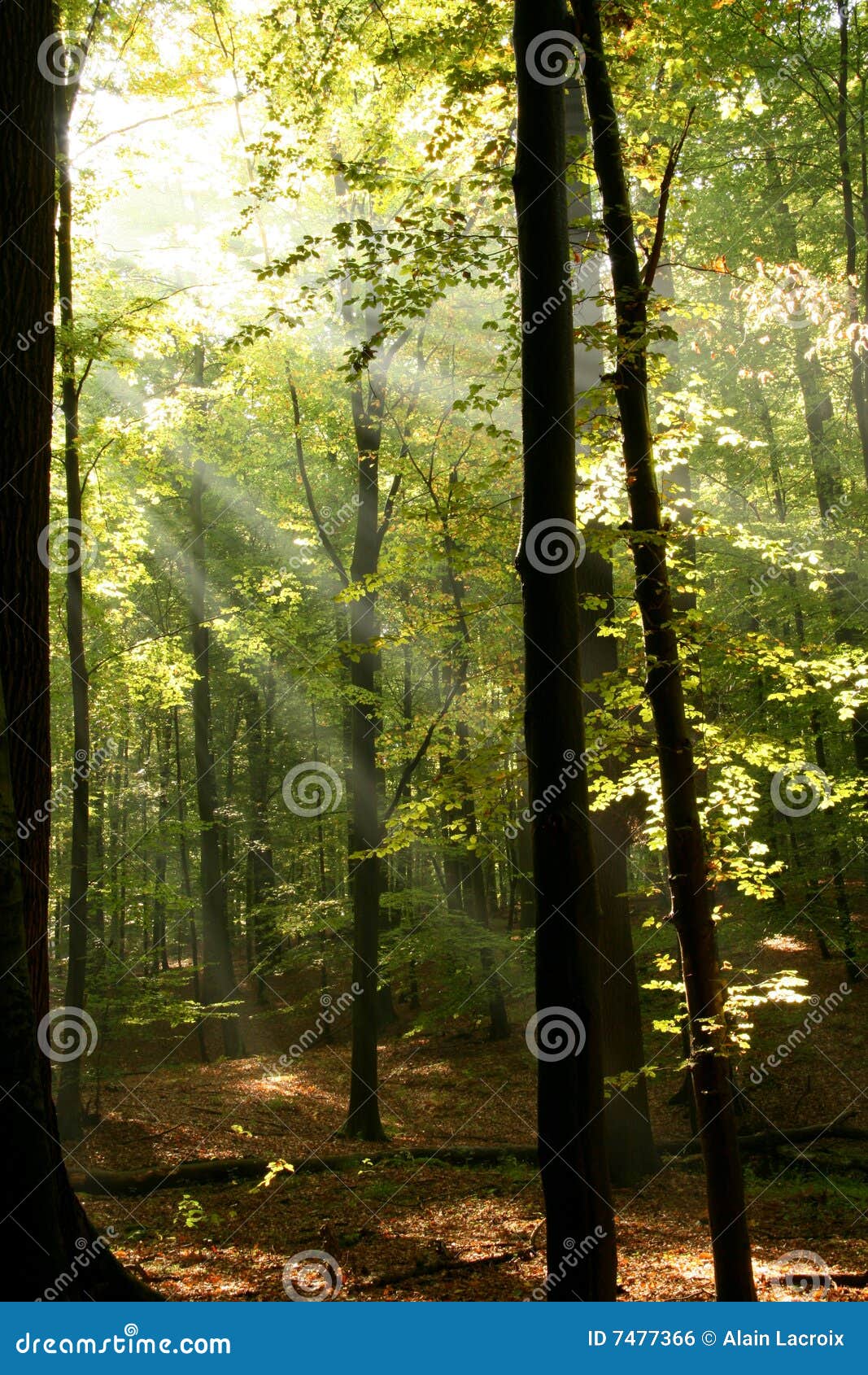radiant woods