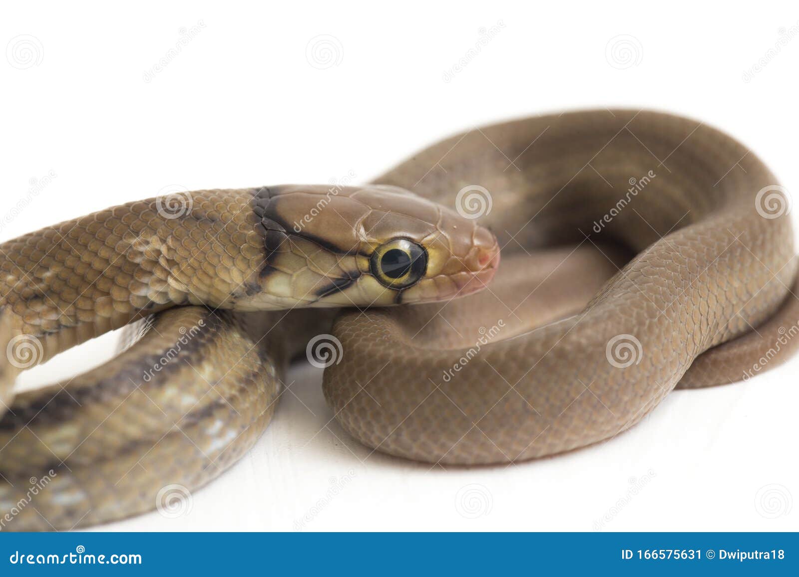 the radiated ratsnake, copperhead rat snake or copper-headed trinket snake coelognathus radiatus is a nonvenomous species of col