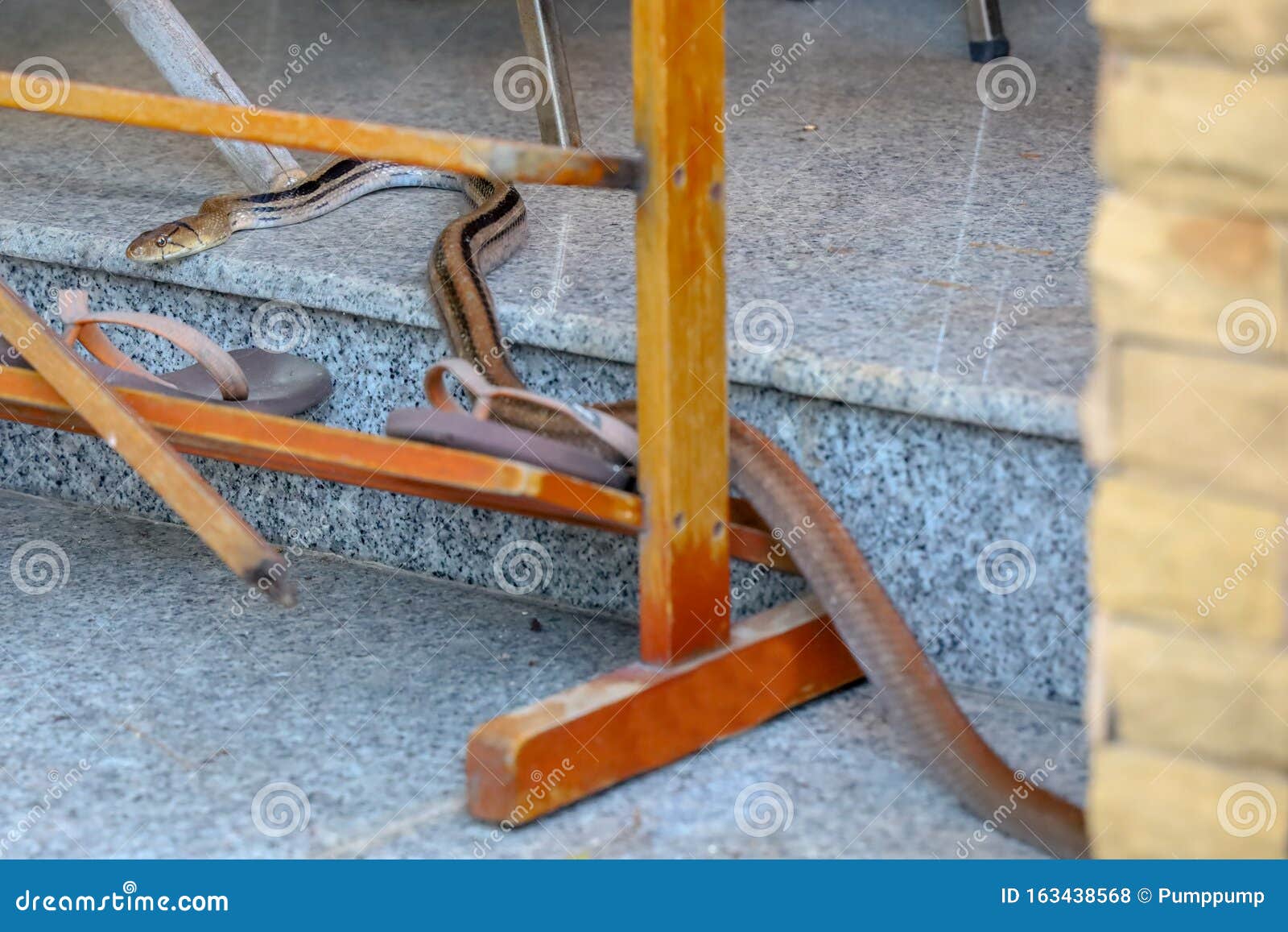 The Radiated Ratsnakes or Copperheas Rat Sanake on the Floor at Home in ...