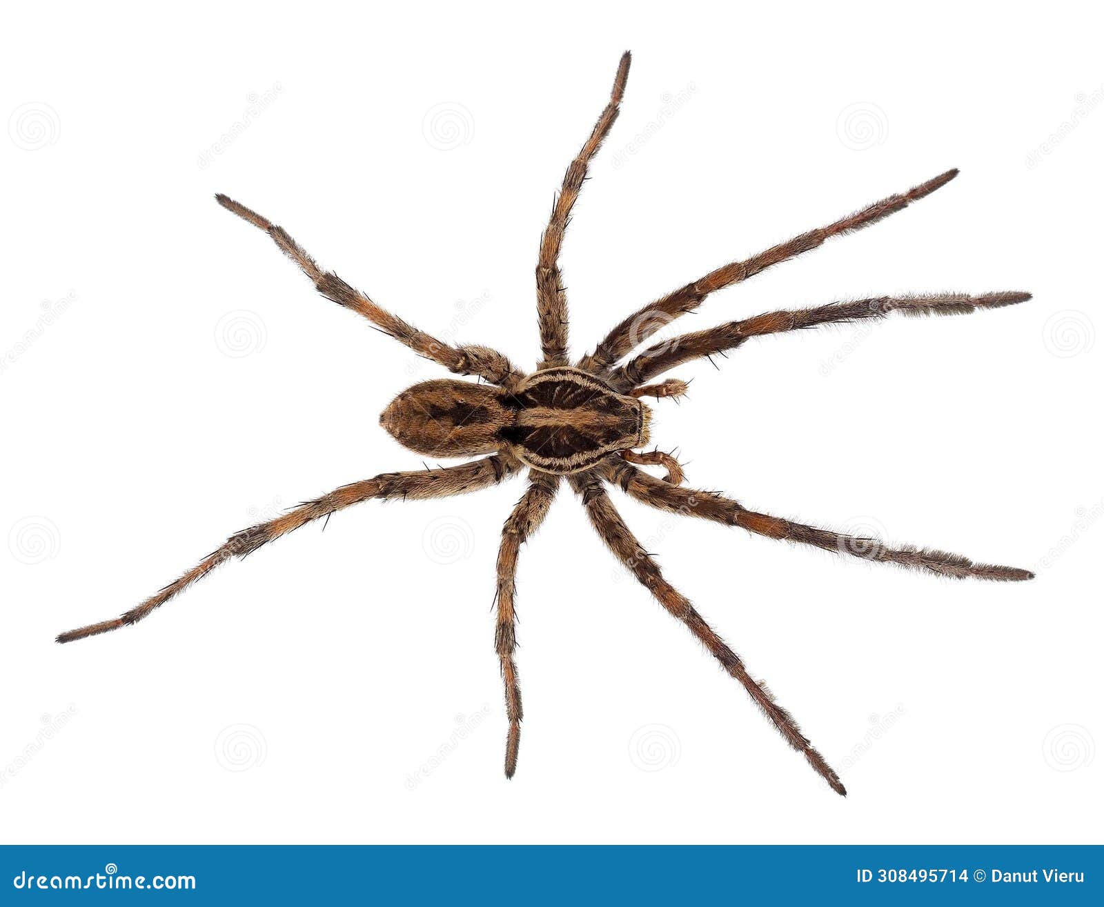Radiated Wolf Spider Isolated On White Background, Hogna Radiata