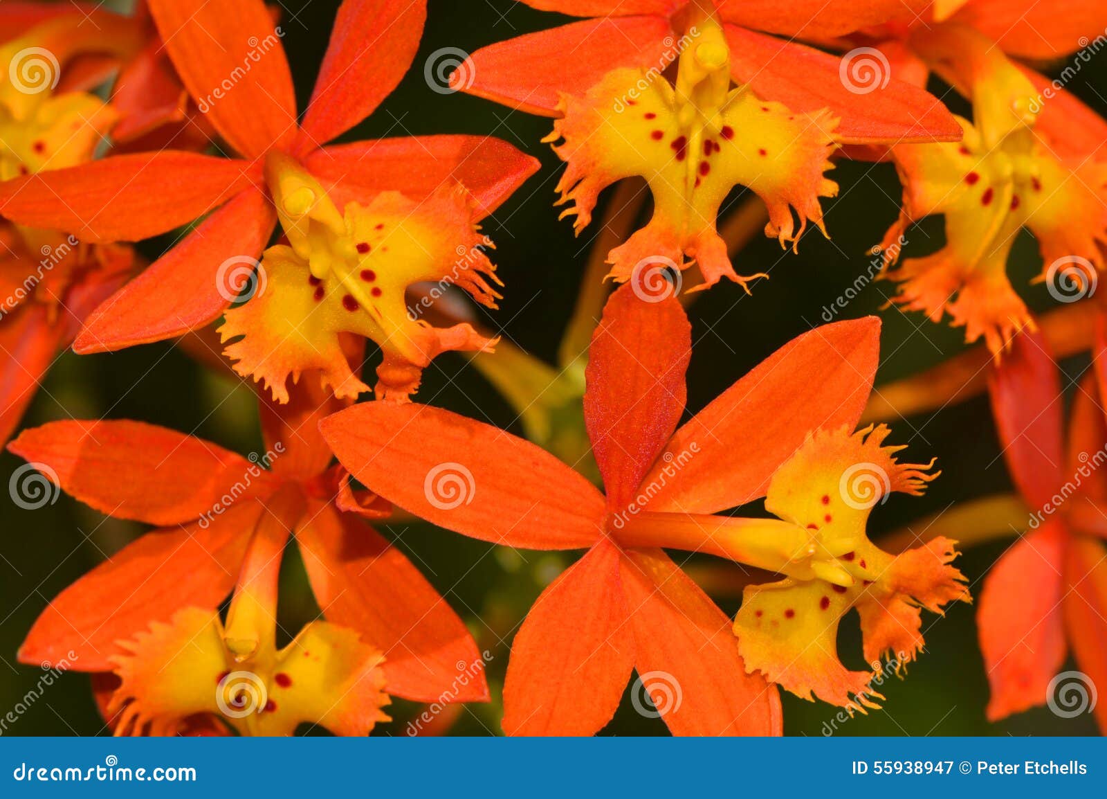 Radicans Do Epidendrum Da Orquídea Do Crucifixo Imagem de Stock - Imagem de  alaranjado, reprodutora: 55938947