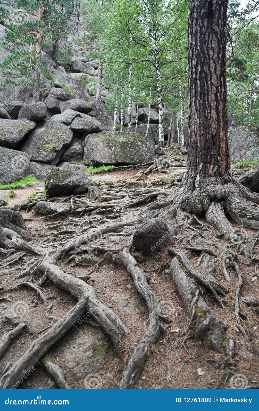 Radici del pino fotografia stock. Immagine di montagna - 12761800