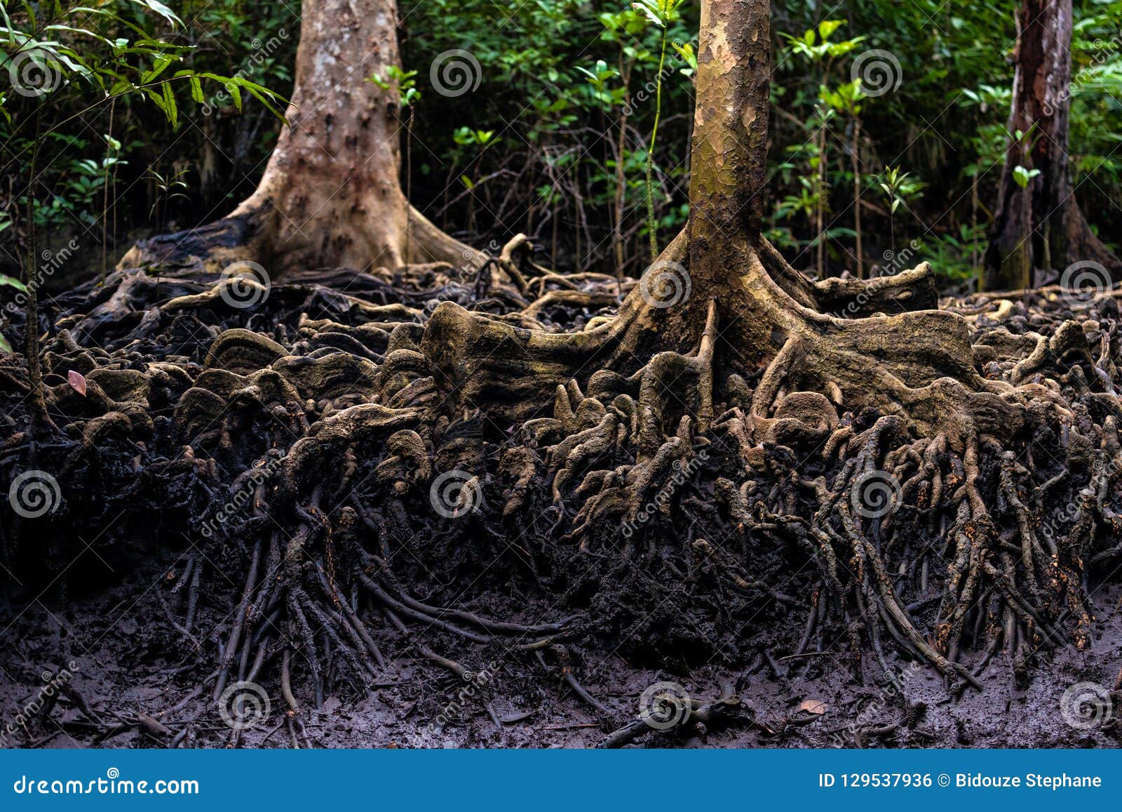 Alberi Da Frutto Con Radici Profonde Radici Dell'albero Della Mangrovia in Giungla Fotografia Stock