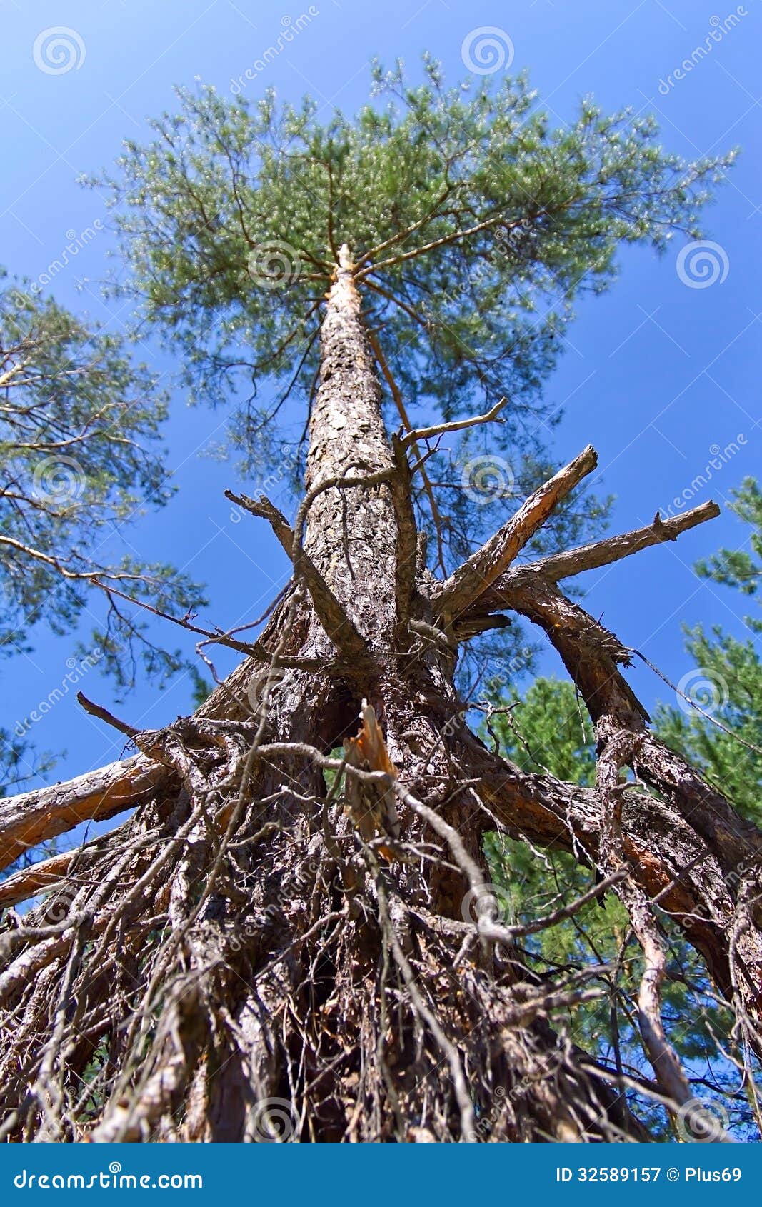 Radici esposte del pino immagine stock. Immagine di riviera - 32589157
