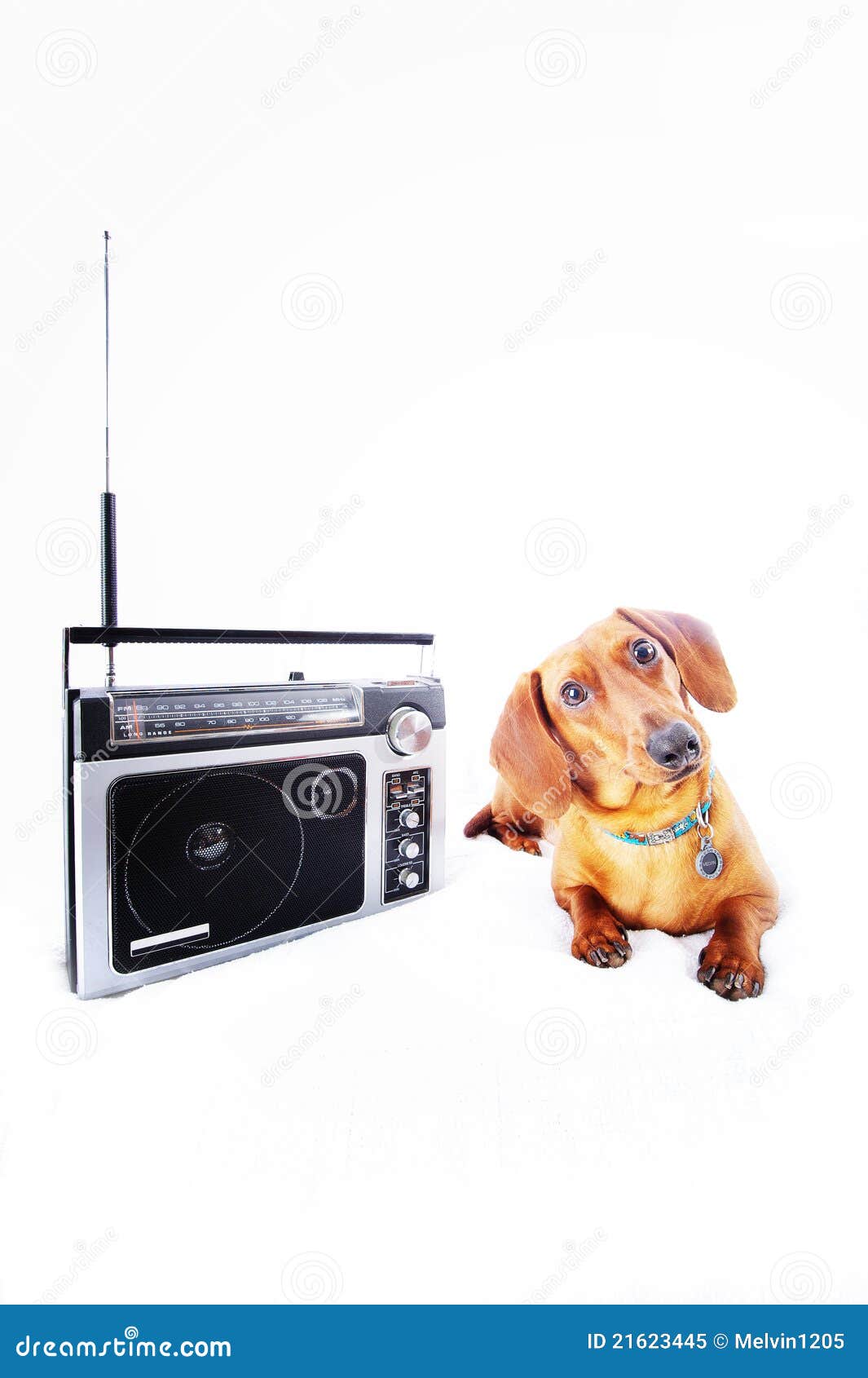 Radio dog stock image. Image of adorable, studio, cute 21623445
