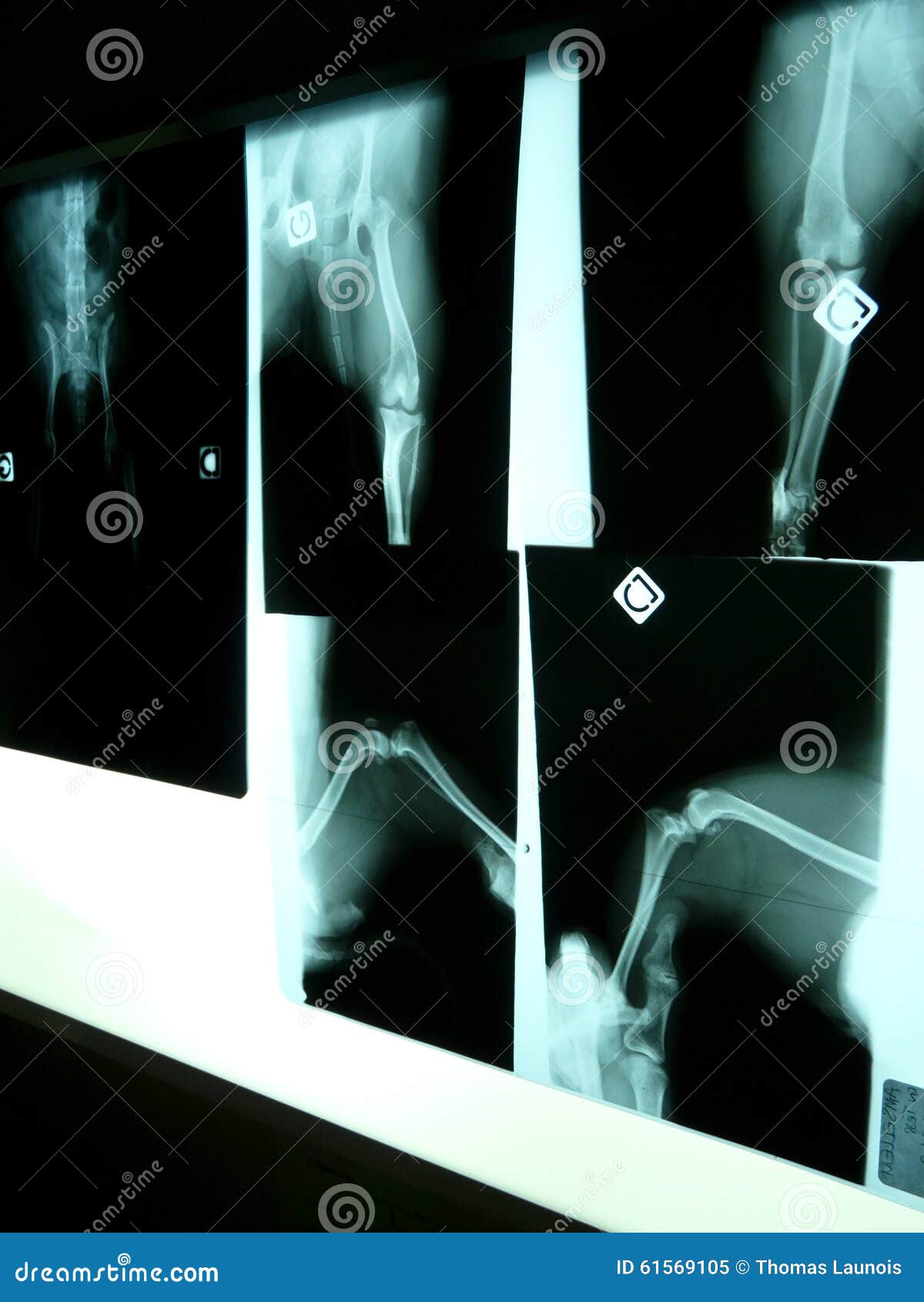 Radiography at the vet stock image. Image of healthcare 61569105