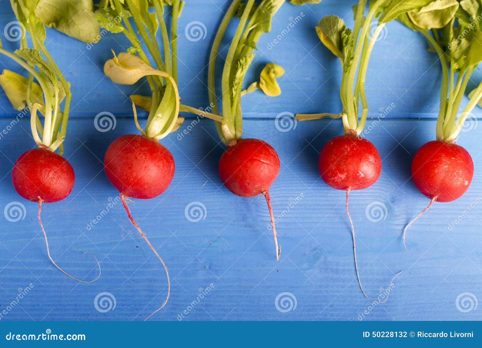 Radish. Rabanete no fundo de madeira azul