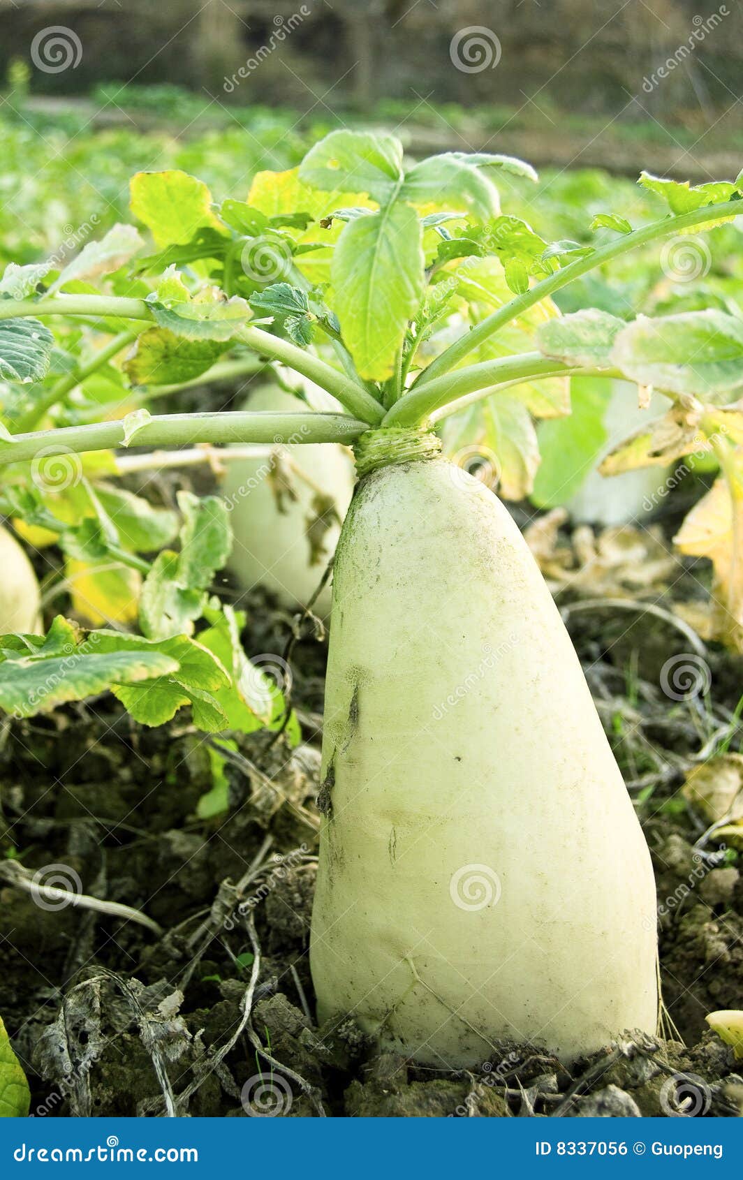 Radish stock photo. Image of farm, radish, land, fruit 8337056