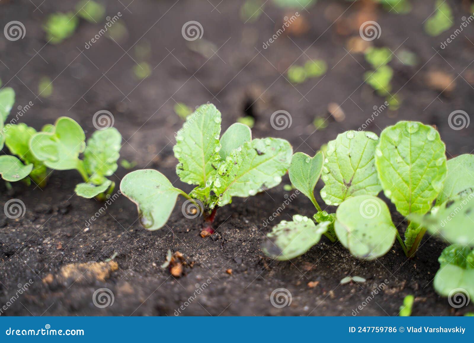 Radish Closeup Grows in the Garden. Radish Leaves in Drops of Dew