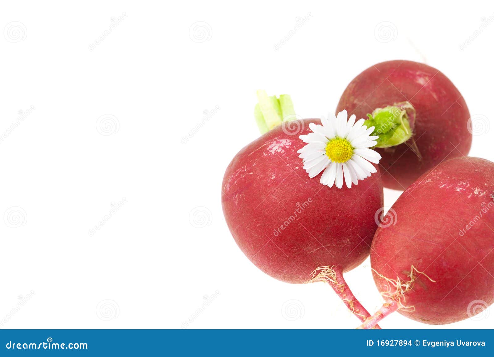 Radish and a flower stock photo. Image of variation, backgrounds 16927894