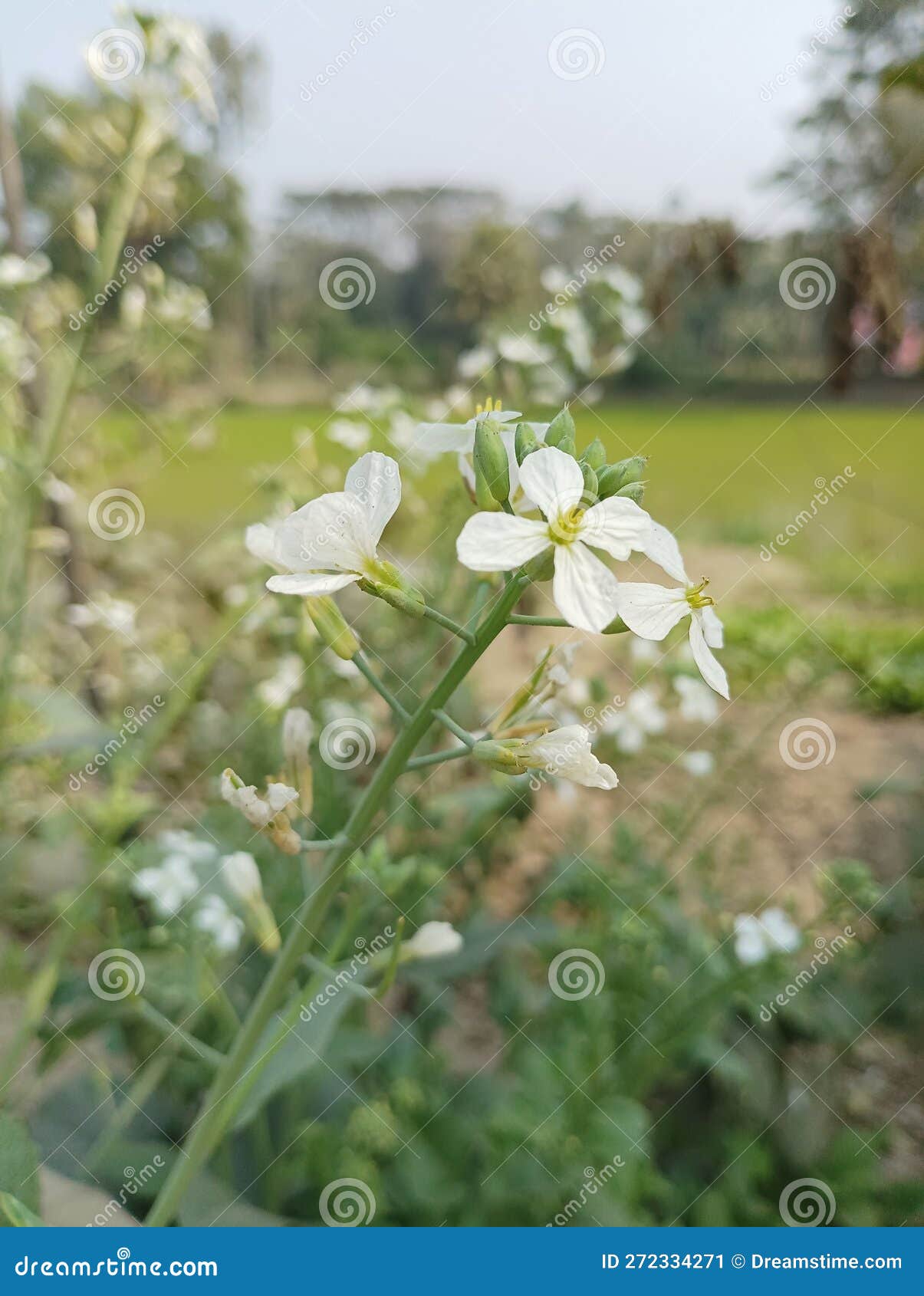 Radish Flower Looking Beautiful Stock Image Image of green, beauti