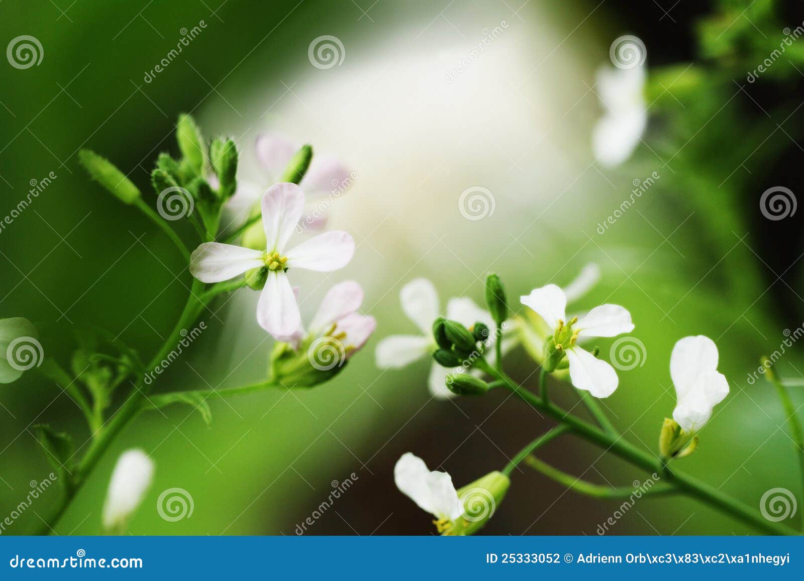 Radish flowers stock photo. Image of isolated, celery 25333052