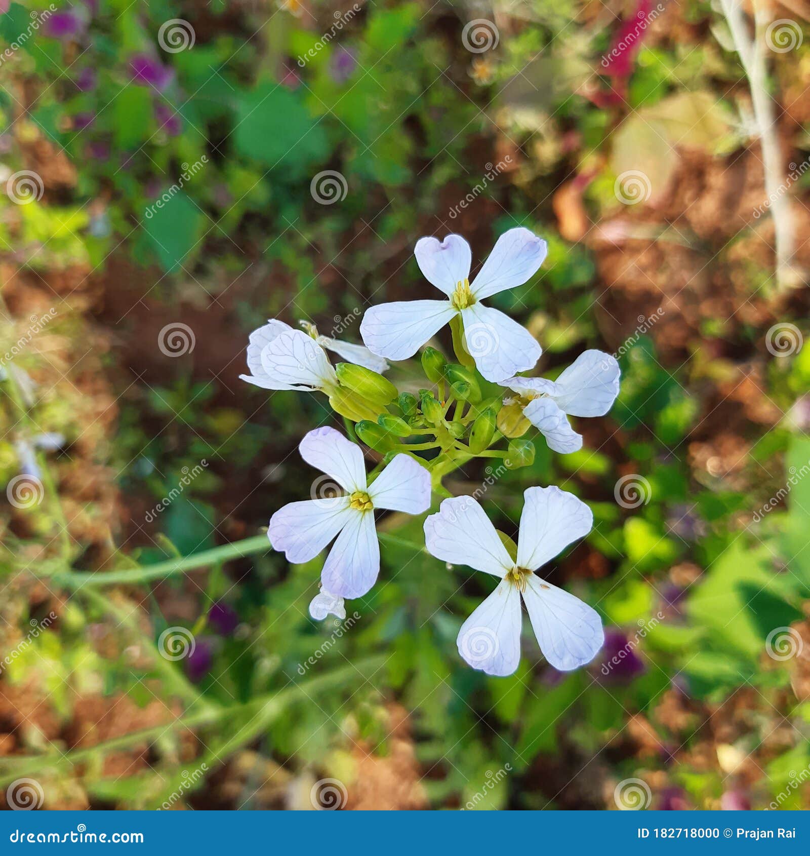 Radish Flowers are Blooming Stock Photo Image of flower, petal 182718000