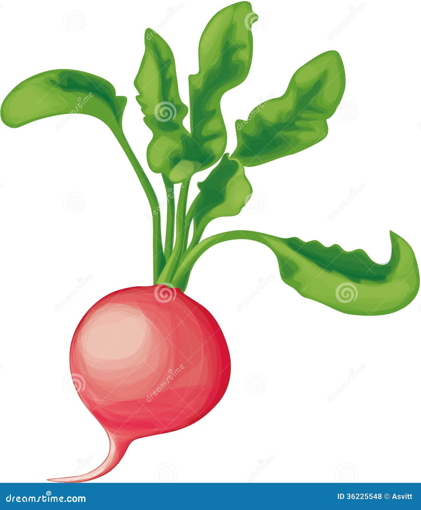 Radish with greens stock vector. Illustration of field 36225548