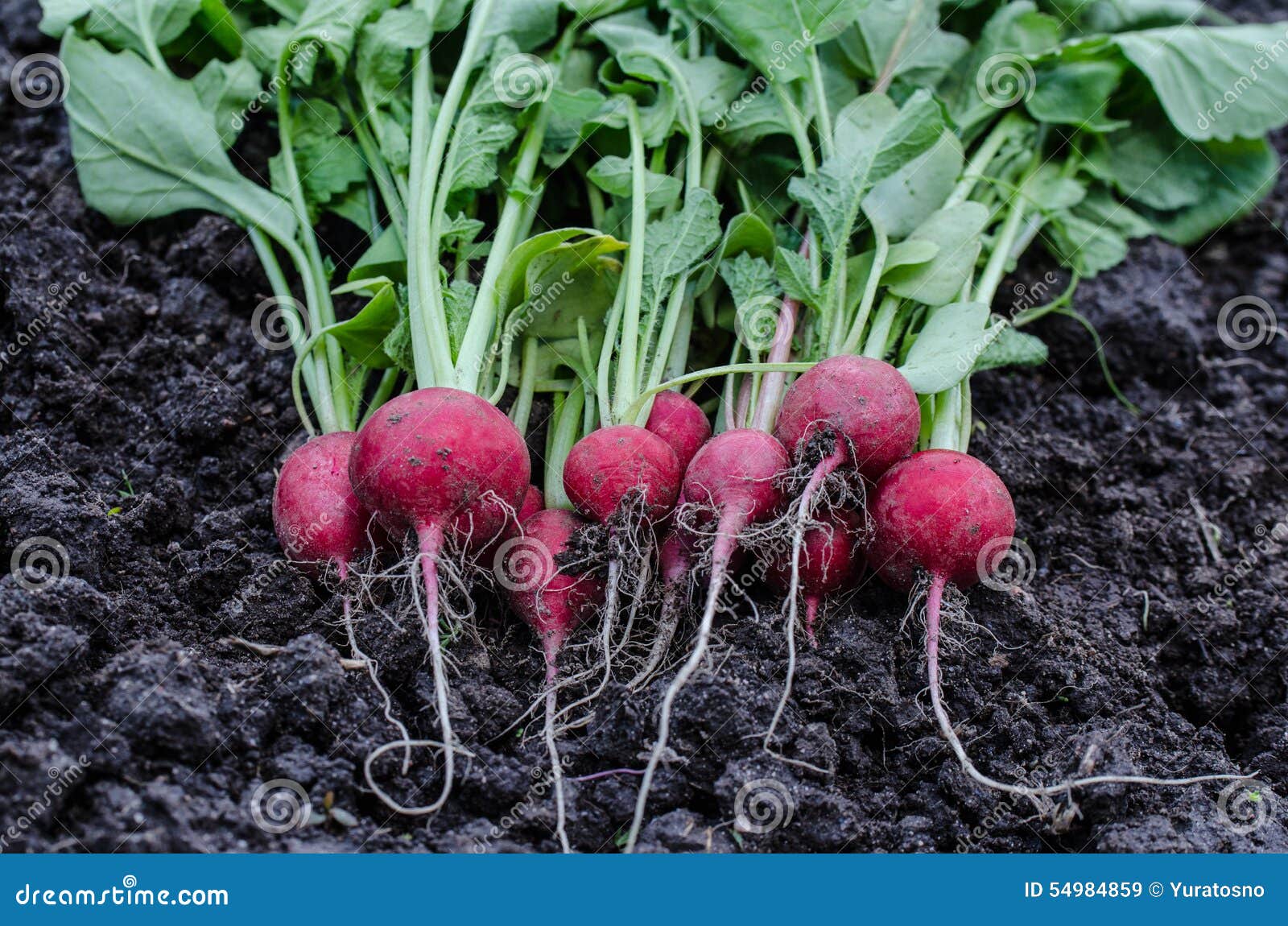 Radish on the ground stock image. Image of season, growing 54984859